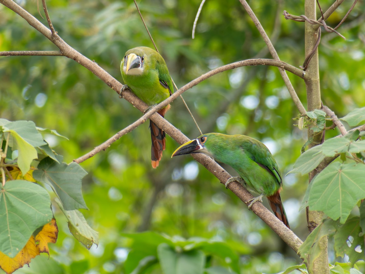Toucanet à gorge blanche - ML639972603