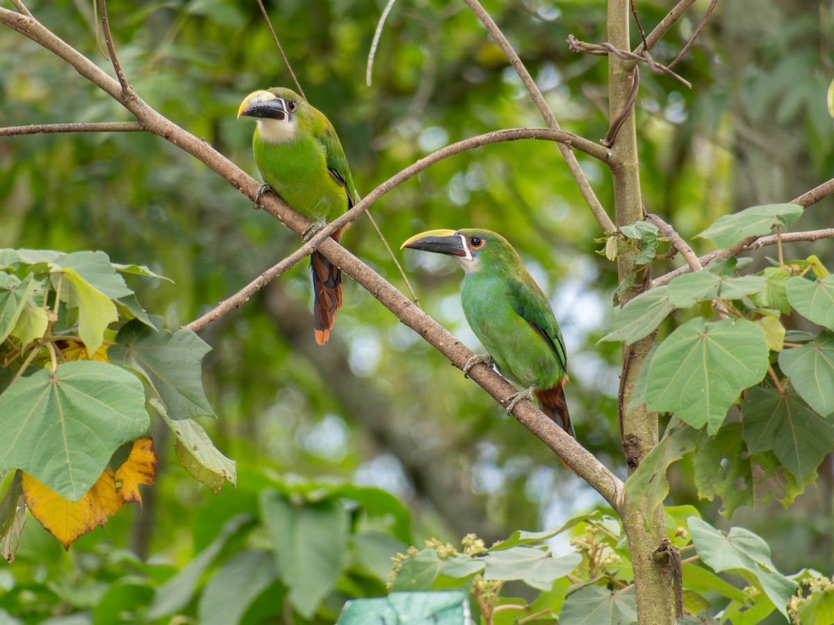 Toucanet à gorge blanche - ML639972605