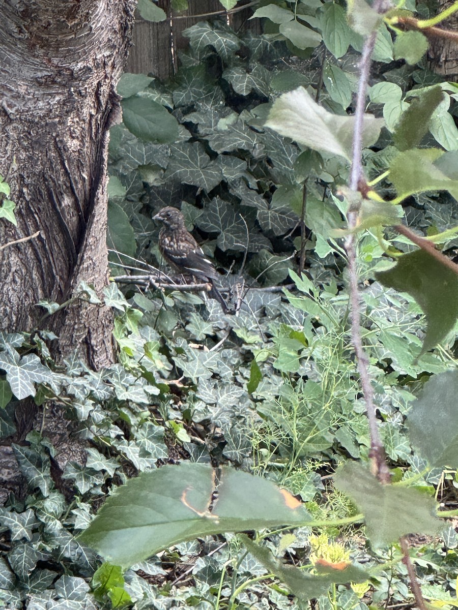 Spotted Towhee - ML639972610