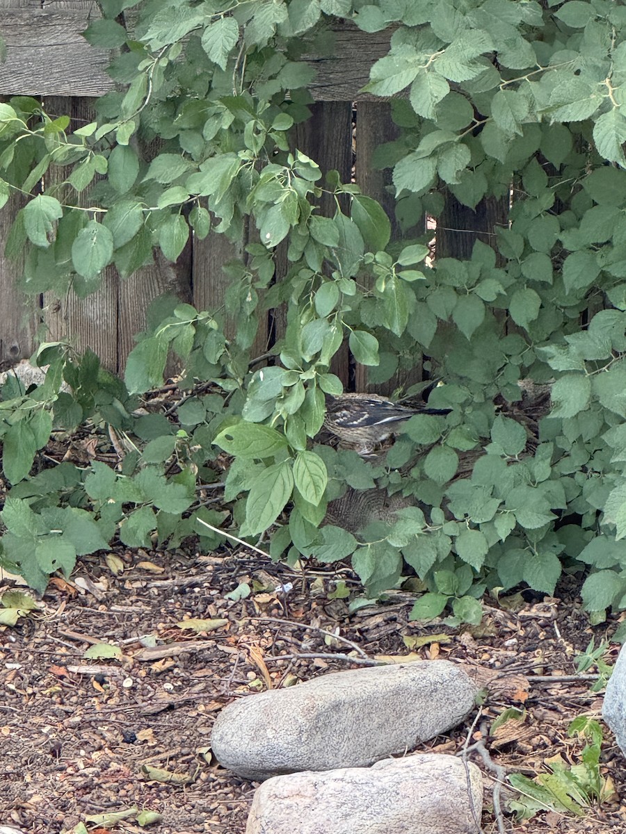 Spotted Towhee - ML639972611