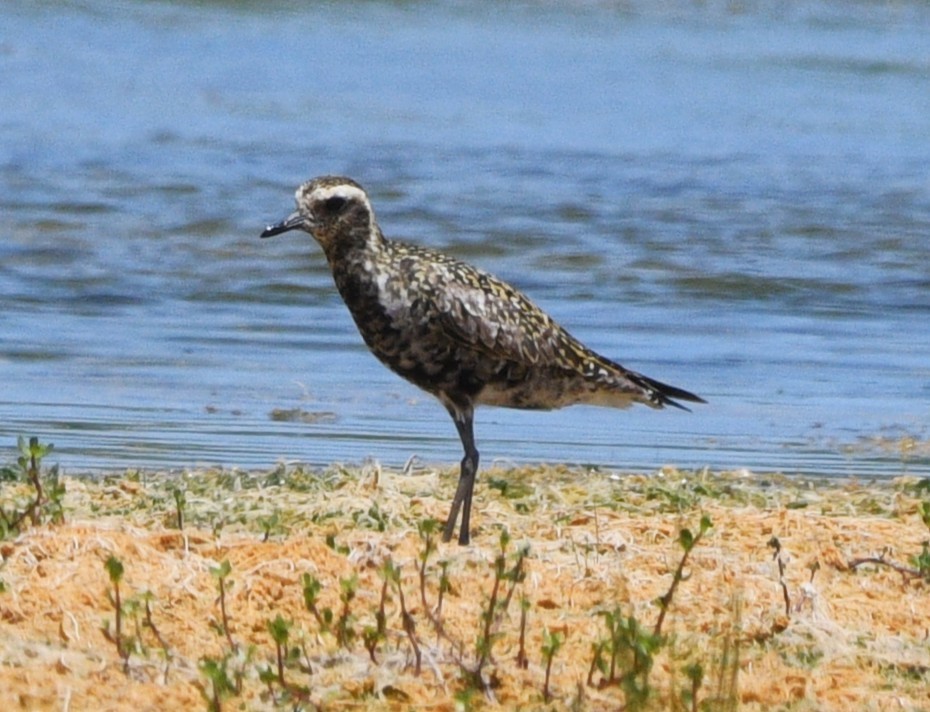 Piviere orientale - ML639972636