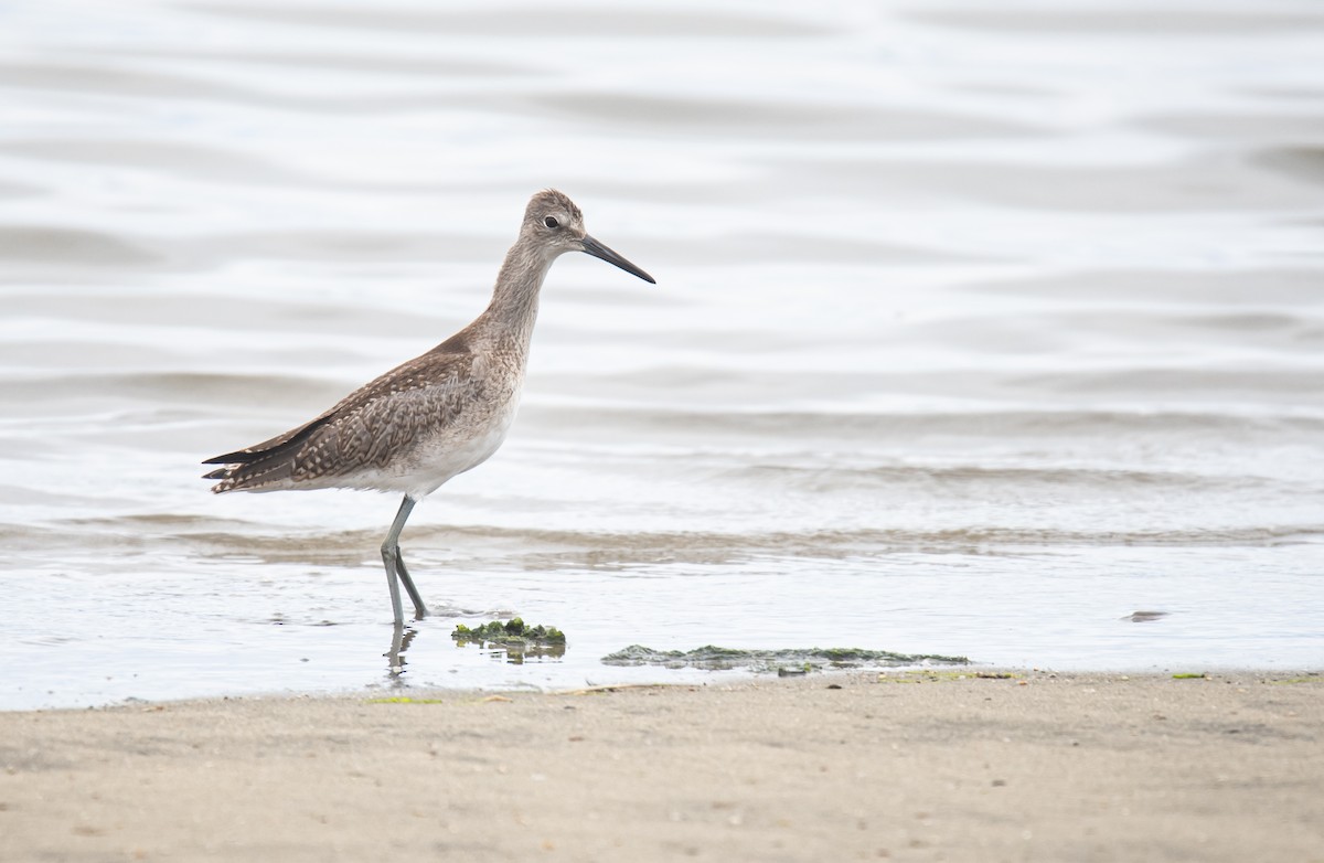 Willet - ML639972637