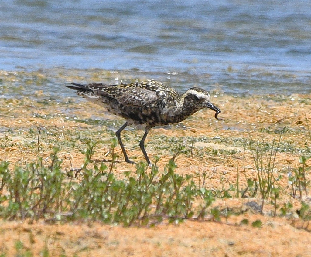 Piviere orientale - ML639972640