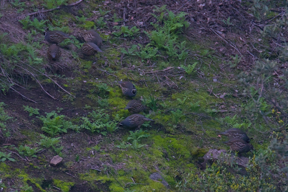 California Quail - ML639972646