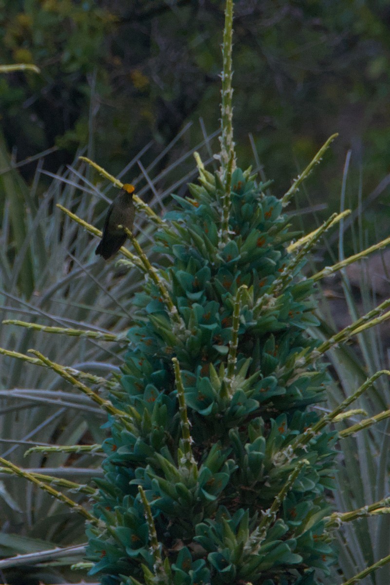Green-backed Firecrown - ML639972647