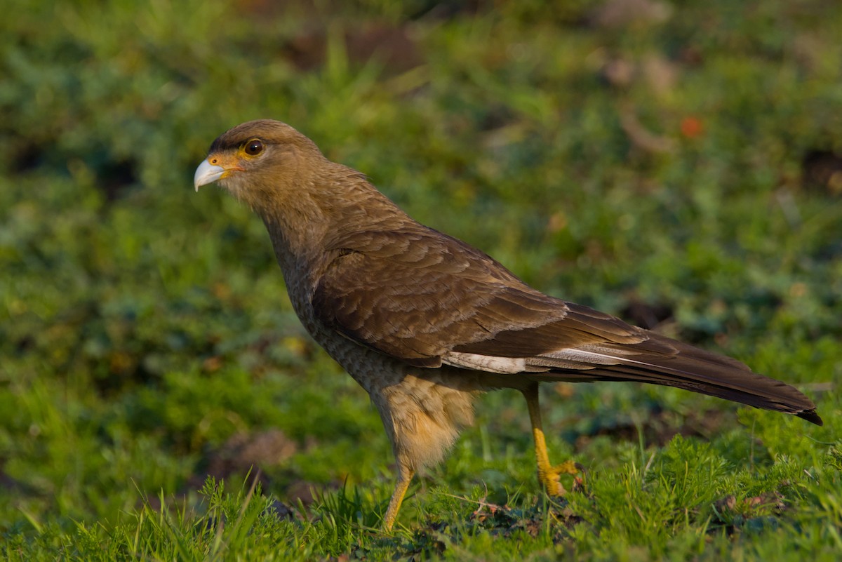 Chimango Caracara - ML639972649