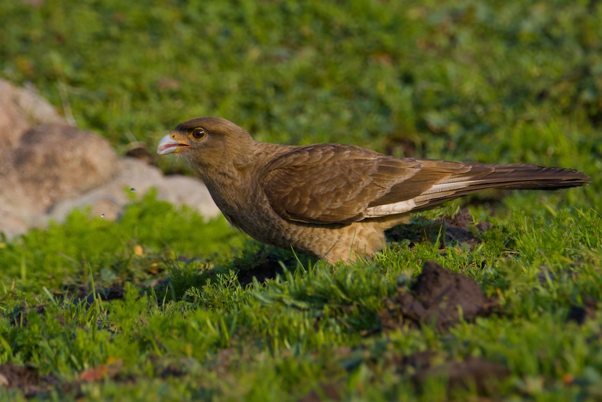Chimango Caracara - ML639972650