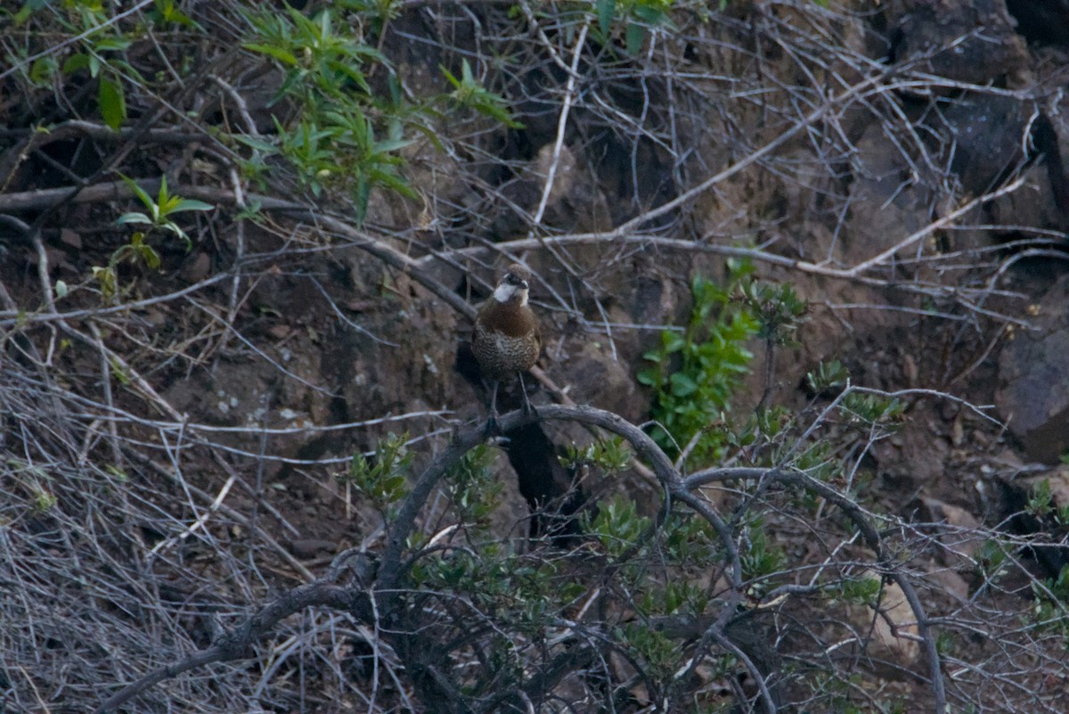 Moustached Turca - ML639972651