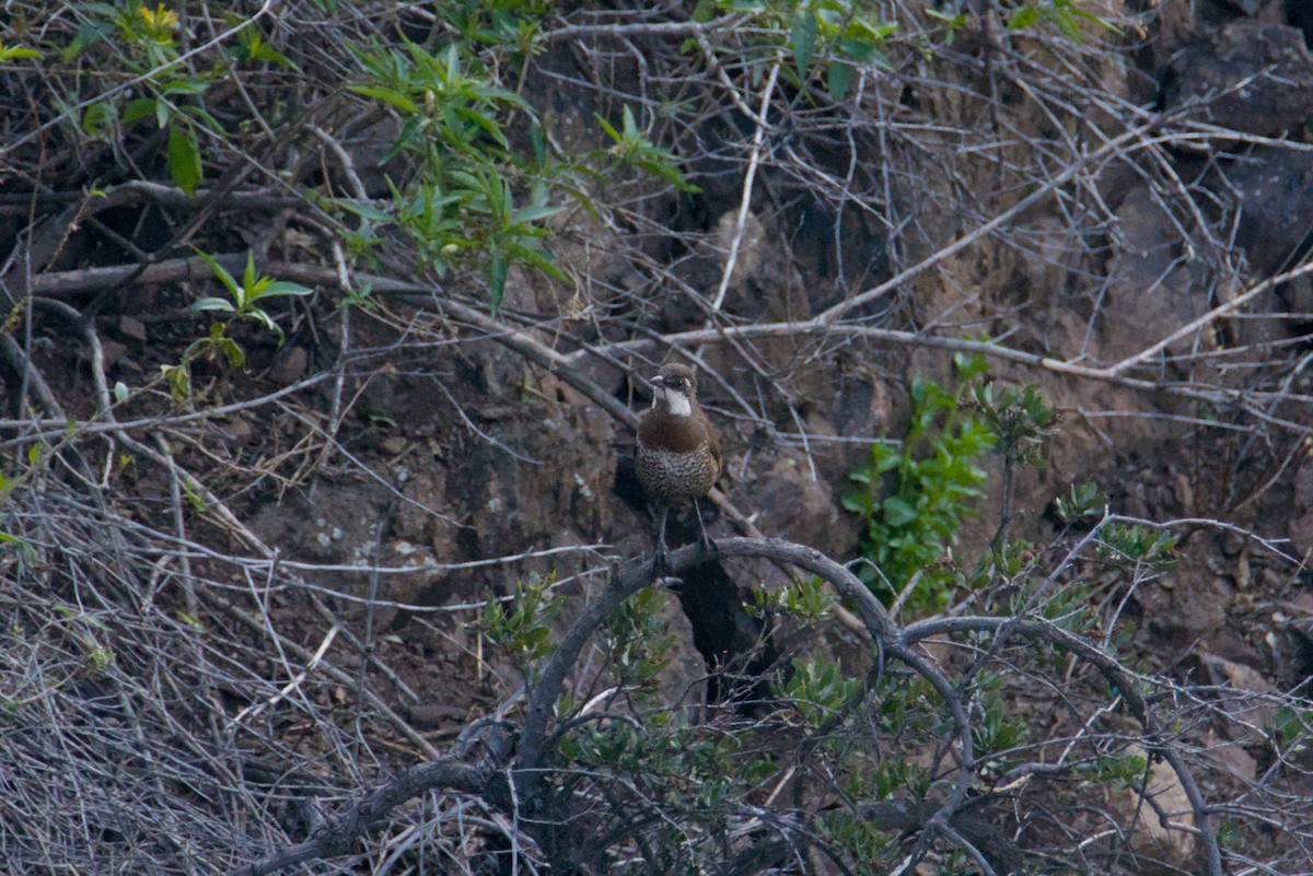 Moustached Turca - ML639972652