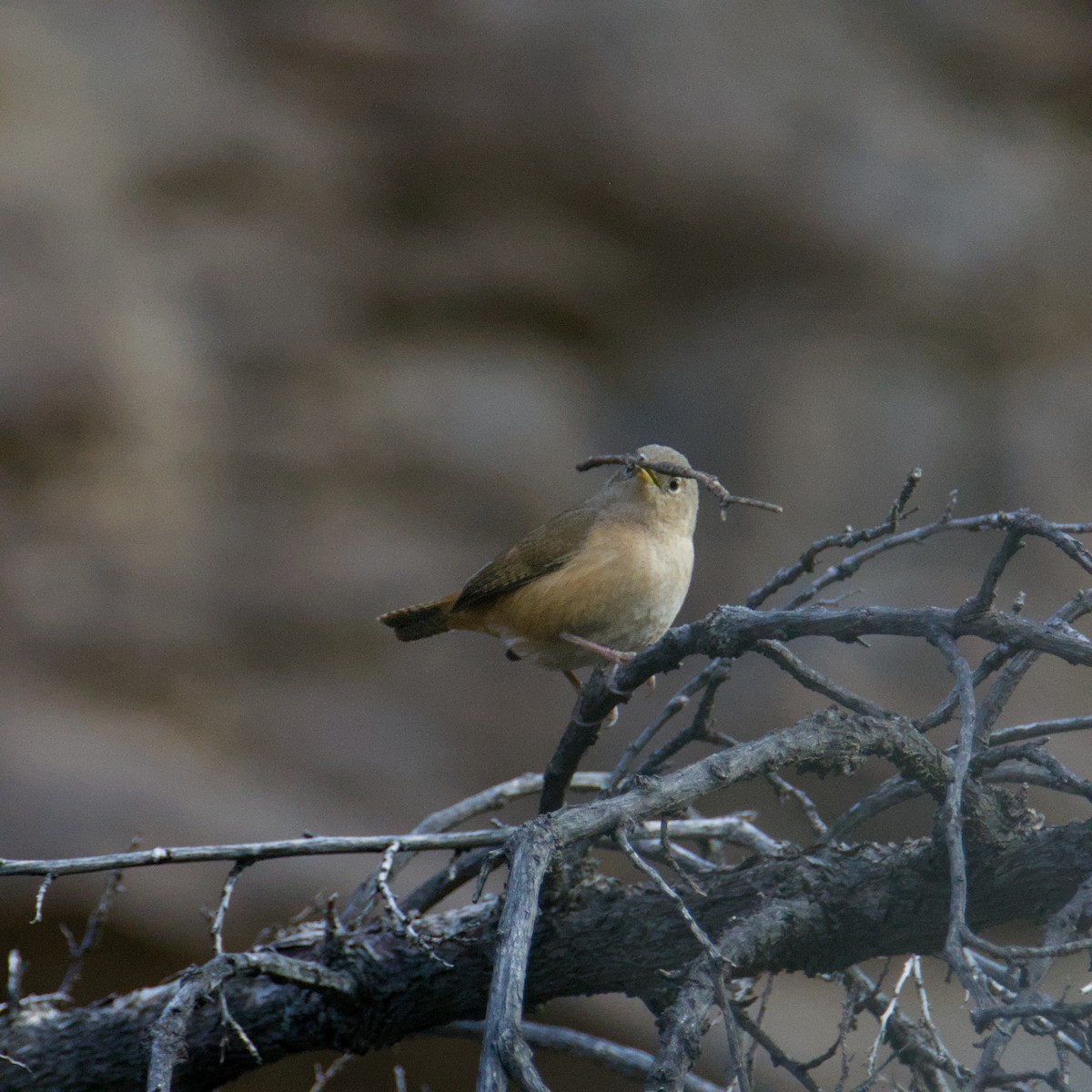 Southern House Wren - ML639972662