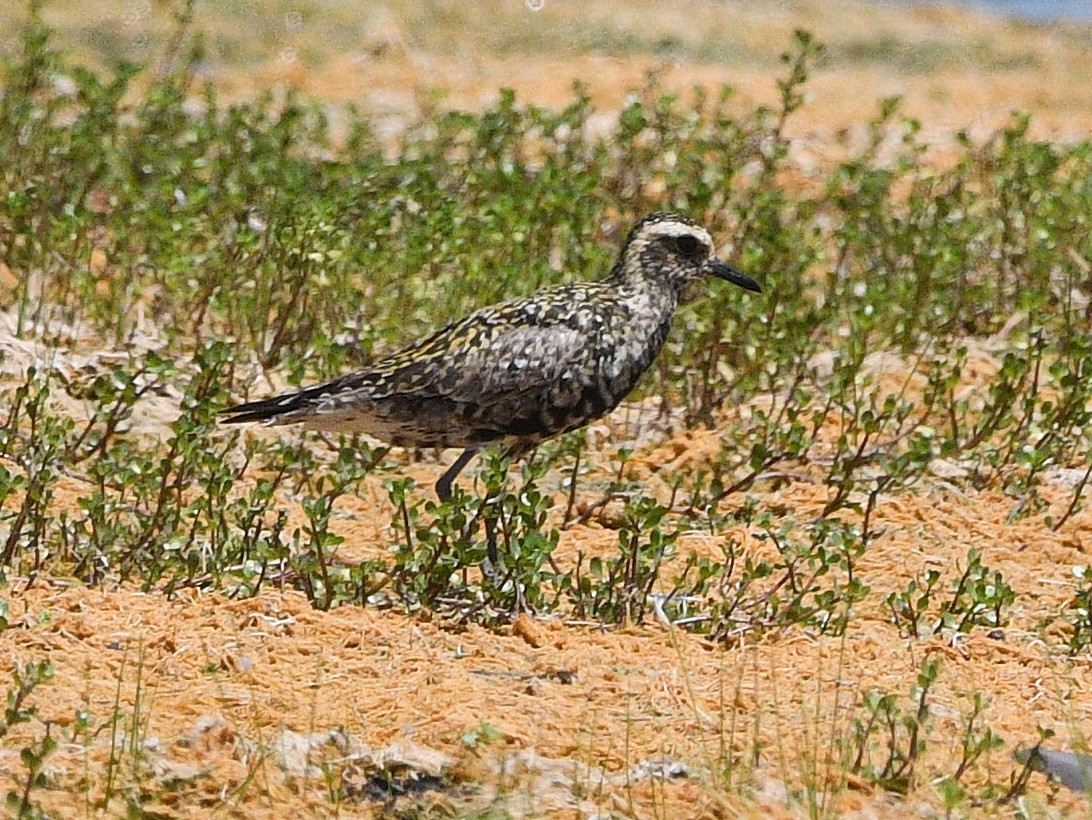 Piviere orientale - ML639972665