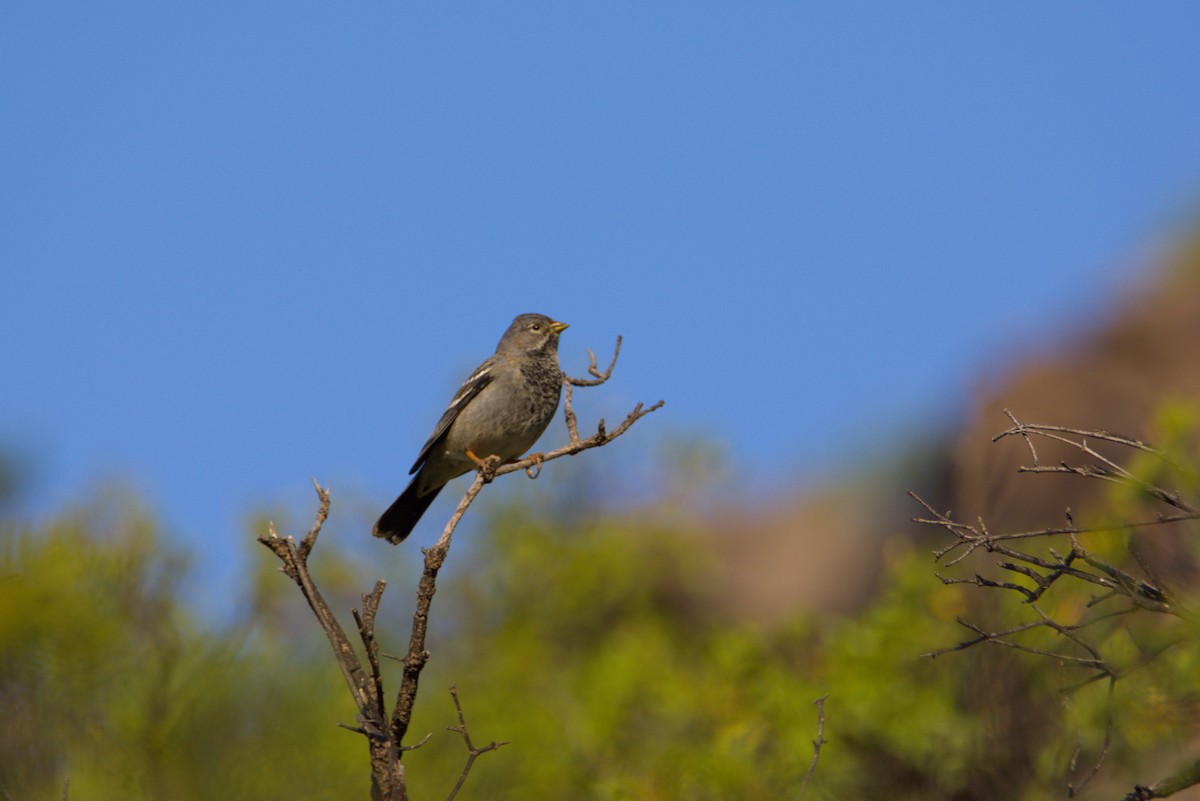 Mourning Sierra Finch - ML639972666