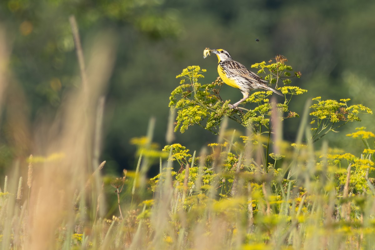 Eastern Meadowlark (Eastern) - ML639972670