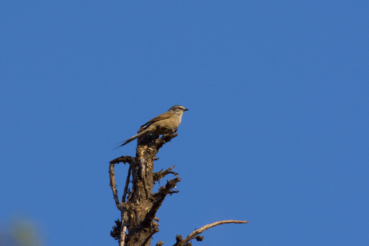 Plain-mantled Tit-Spinetail - ML639972672