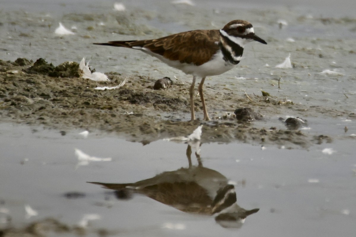 Killdeer - ML639972674