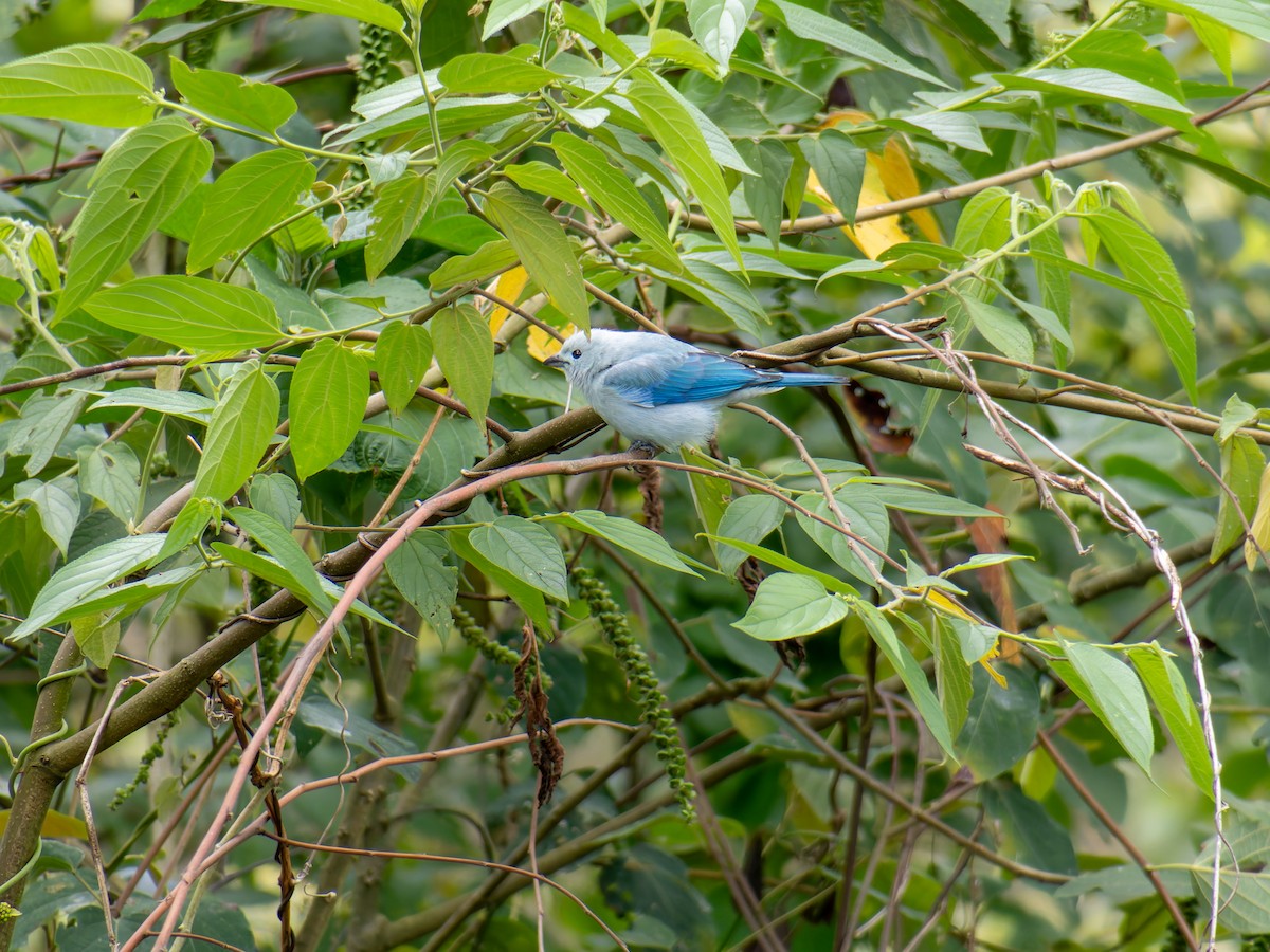 Tangara évêque - ML639972680
