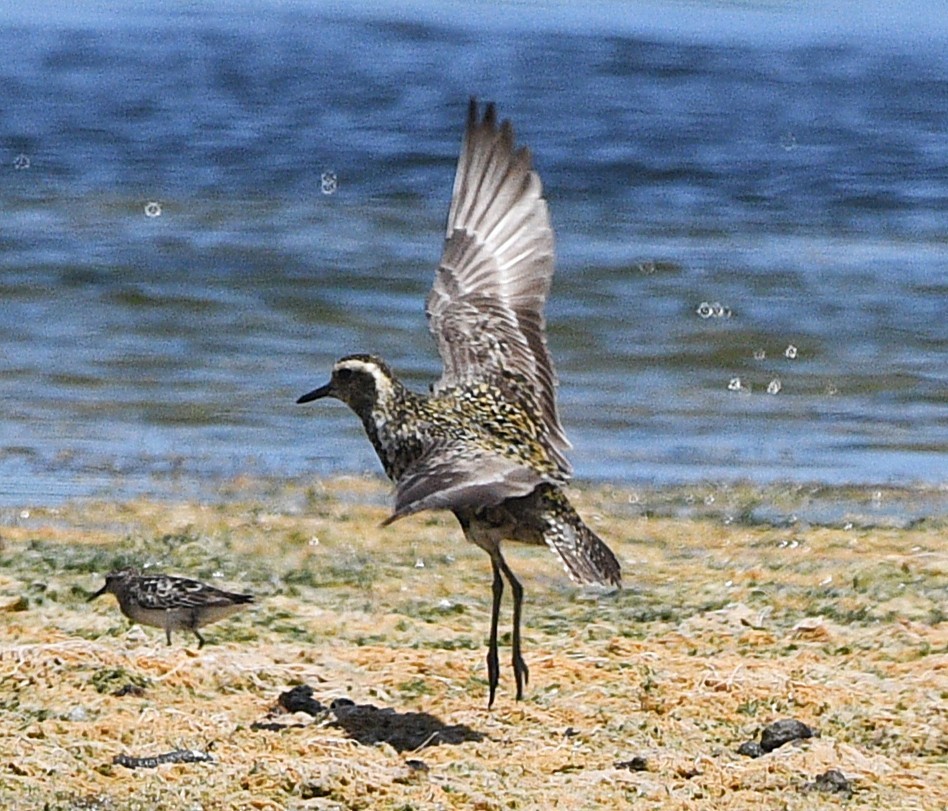 Piviere orientale - ML639972686