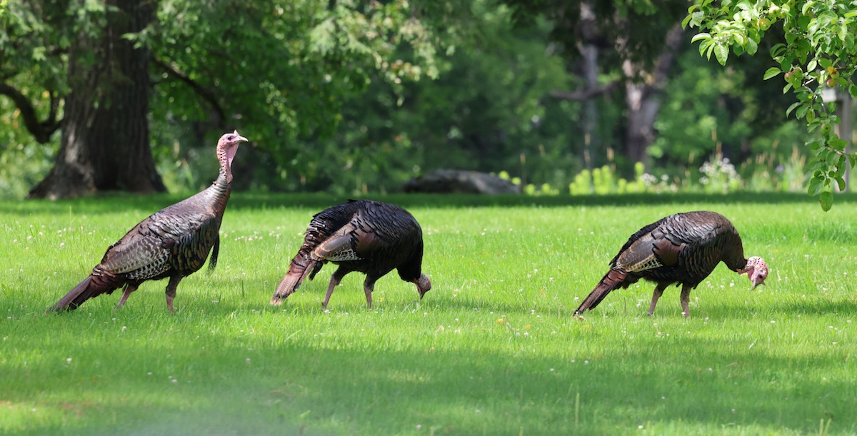Wild Turkey - ML639972701