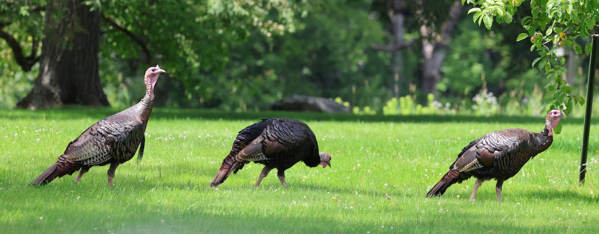 Wild Turkey - ML639972702