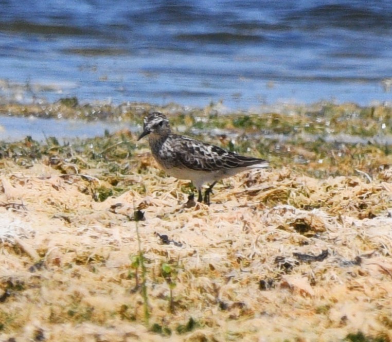 Gambecchio americano - ML639972713