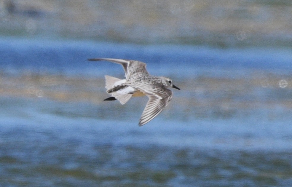 Gambecchio semipalmato - ML639972725