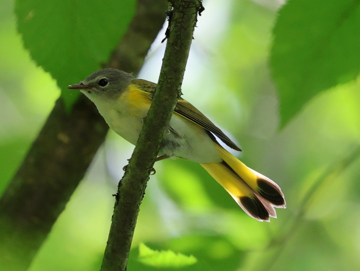 American Redstart - ML639972726