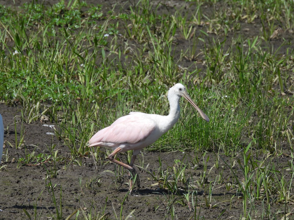 Roseate Spoonbill - ML639972728
