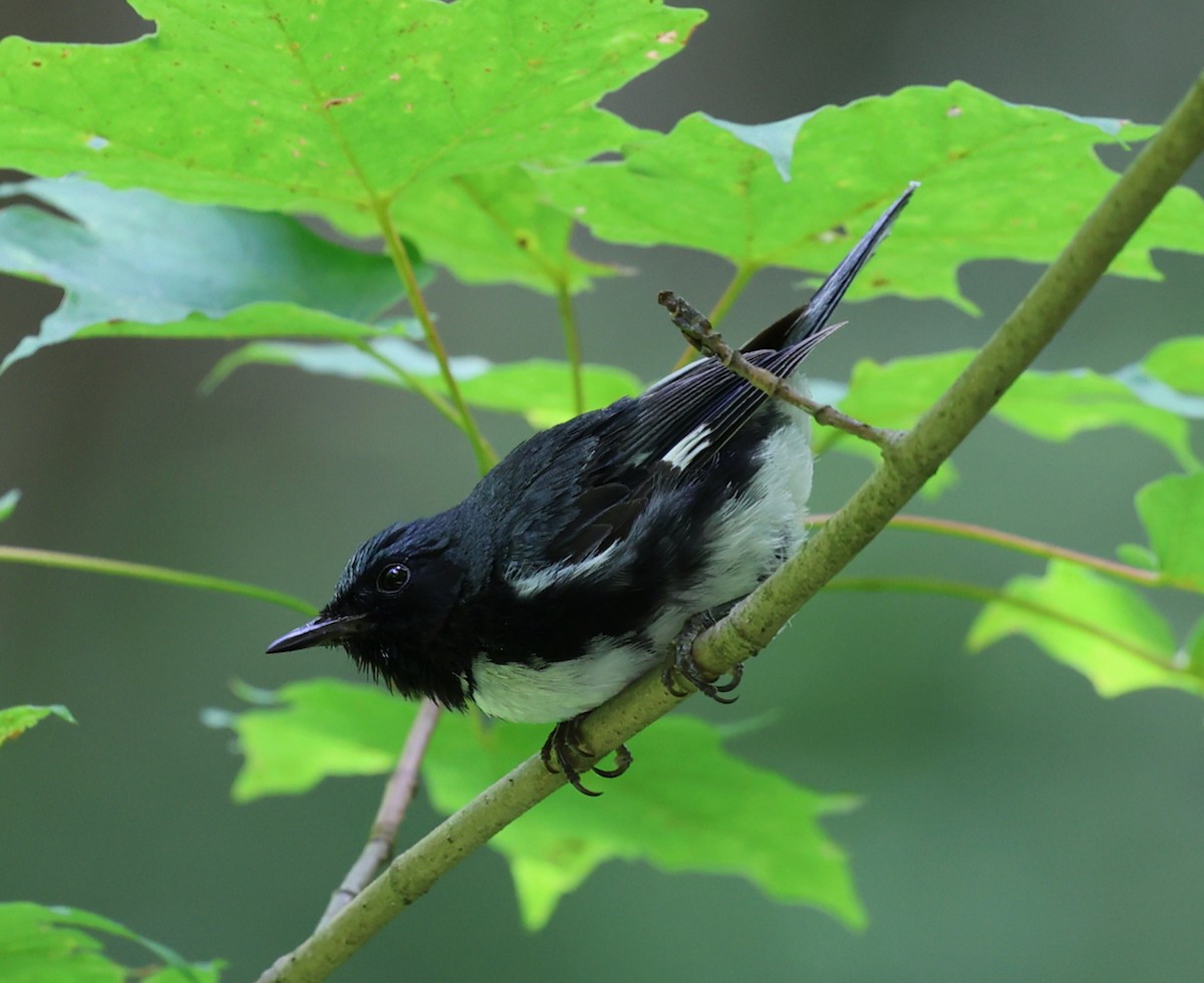 Black-throated Blue Warbler - ML639972737