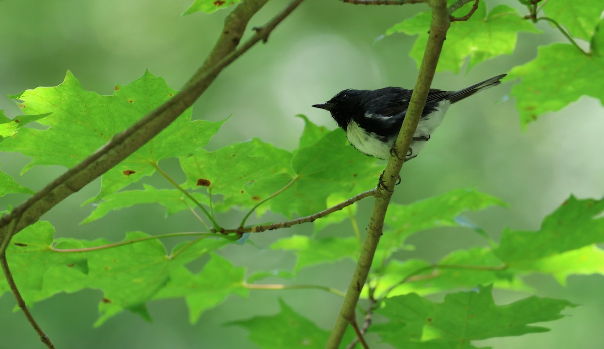 Black-throated Blue Warbler - ML639972738