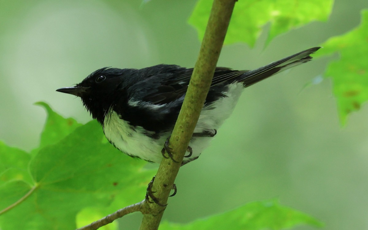 Black-throated Blue Warbler - ML639972739