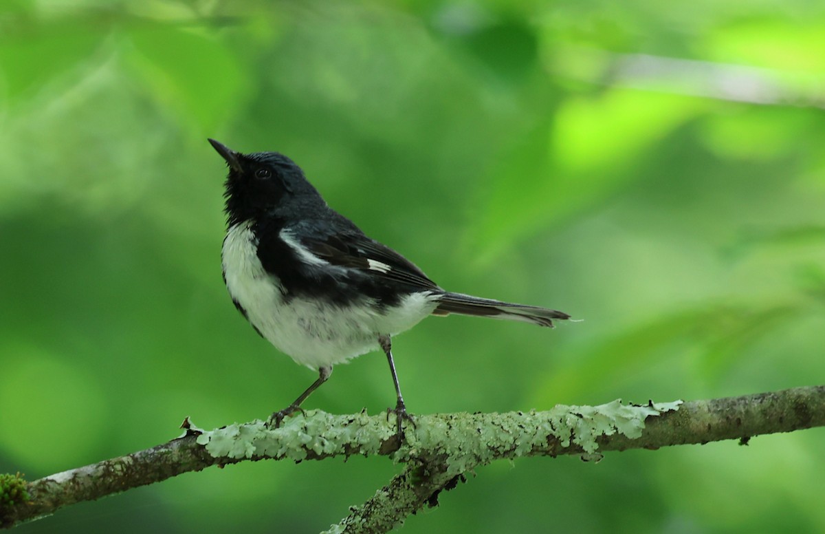Black-throated Blue Warbler - ML639972740