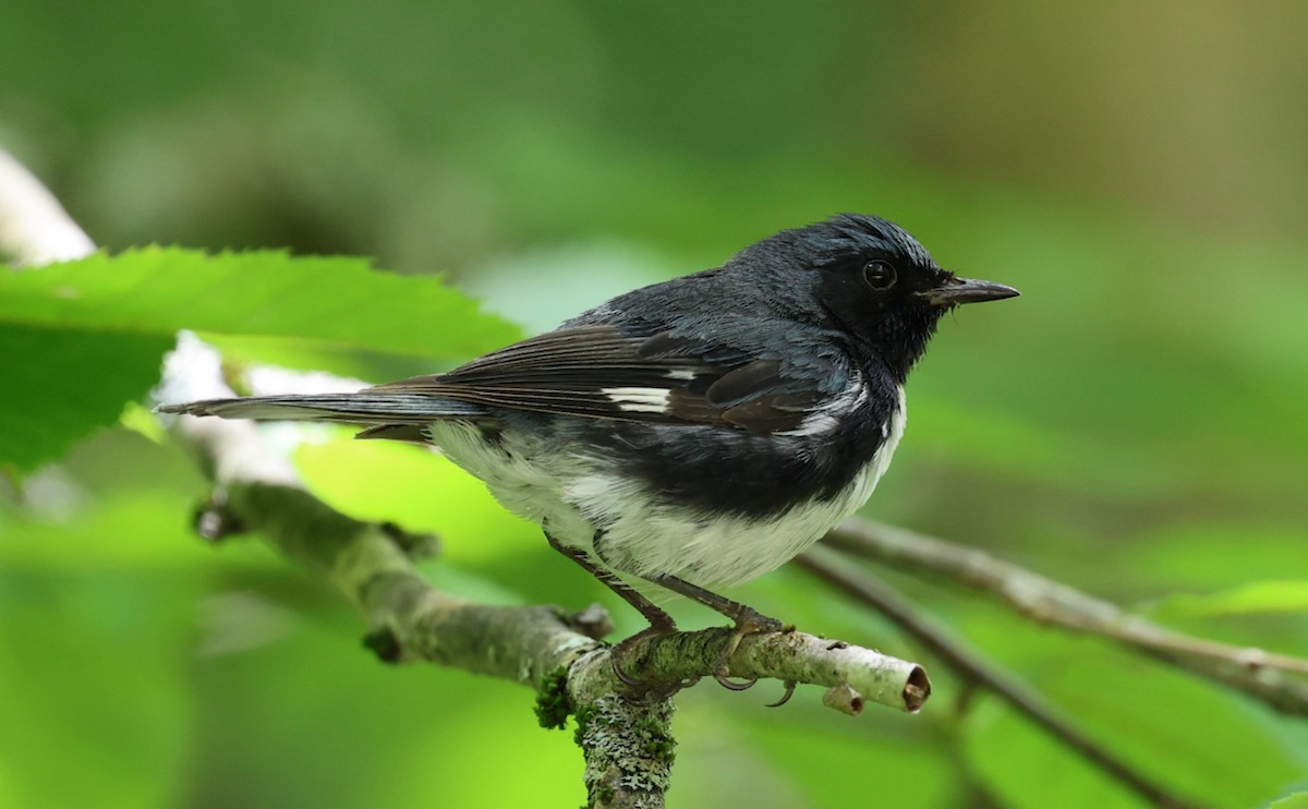 Black-throated Blue Warbler - ML639972741