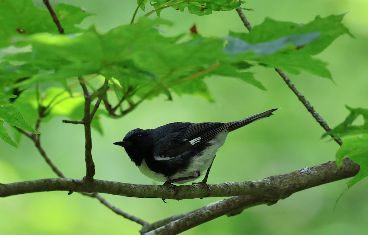 Black-throated Blue Warbler - ML639972742