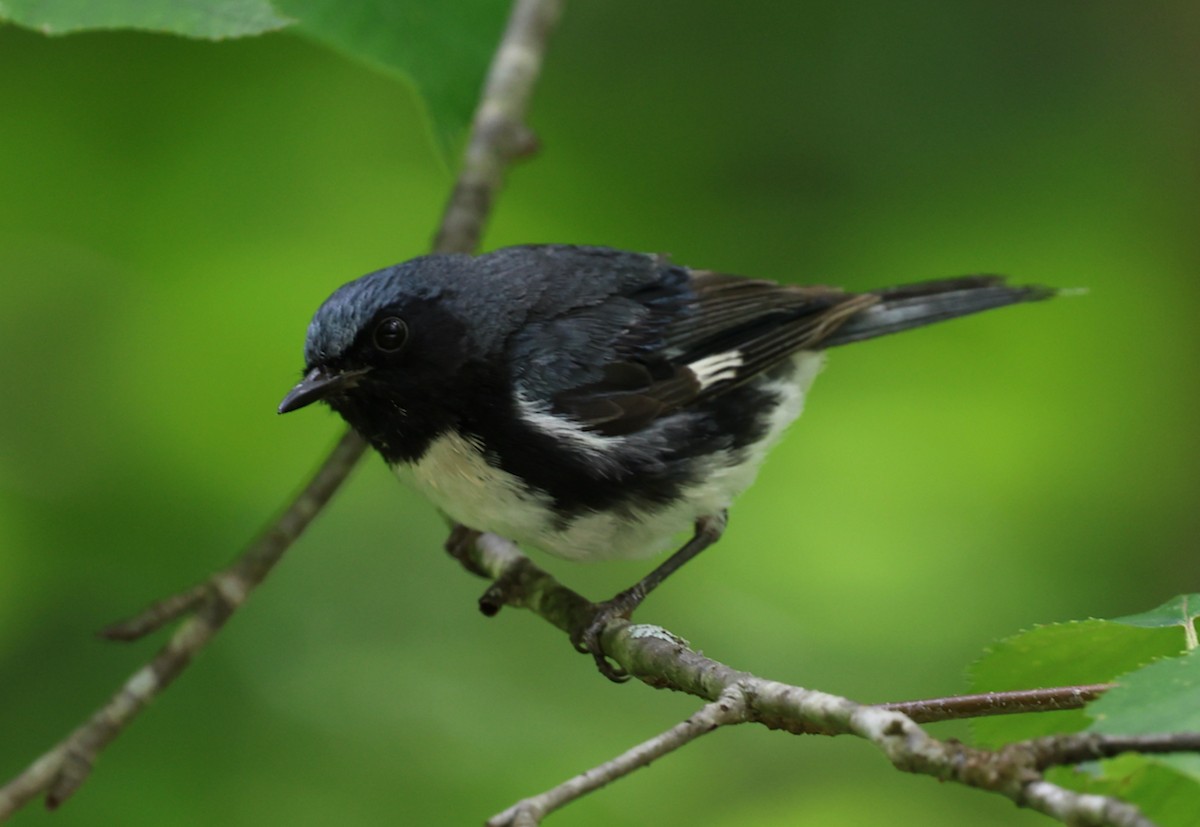 Black-throated Blue Warbler - ML639972743