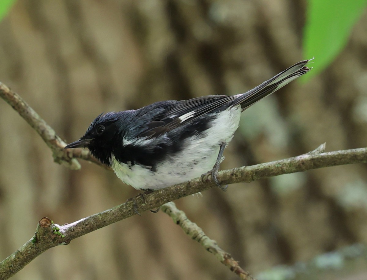 Black-throated Blue Warbler - ML639972746