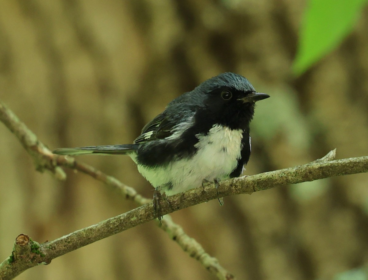 Black-throated Blue Warbler - ML639972747