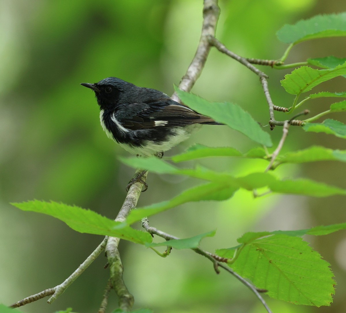 Black-throated Blue Warbler - ML639972748