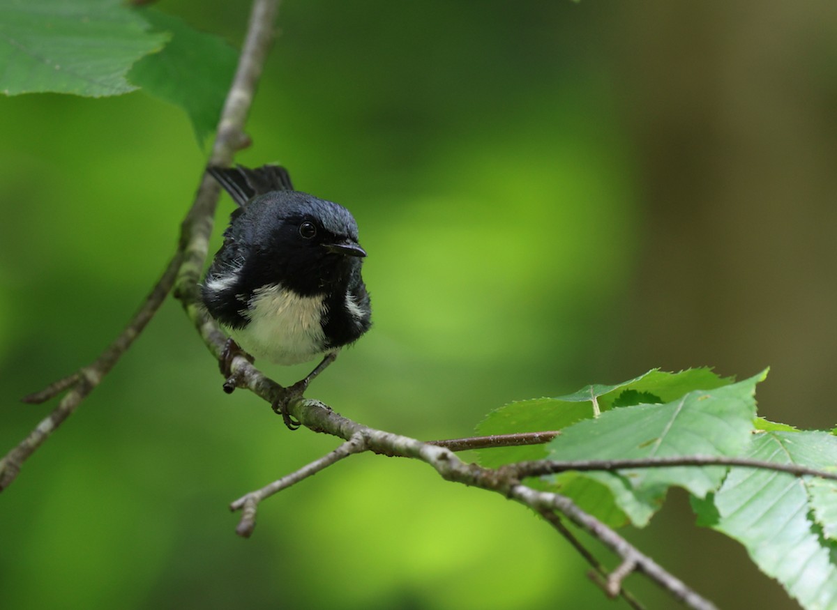 Black-throated Blue Warbler - ML639972749