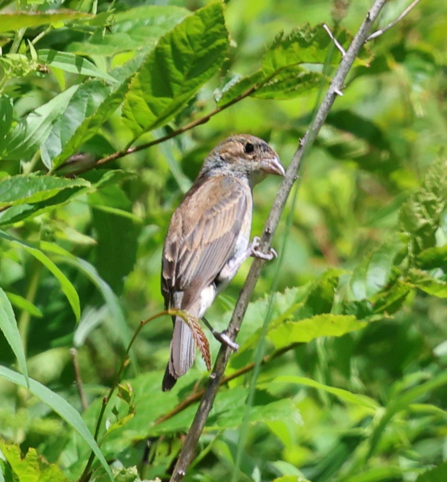 Indigo Bunting - ML639972764