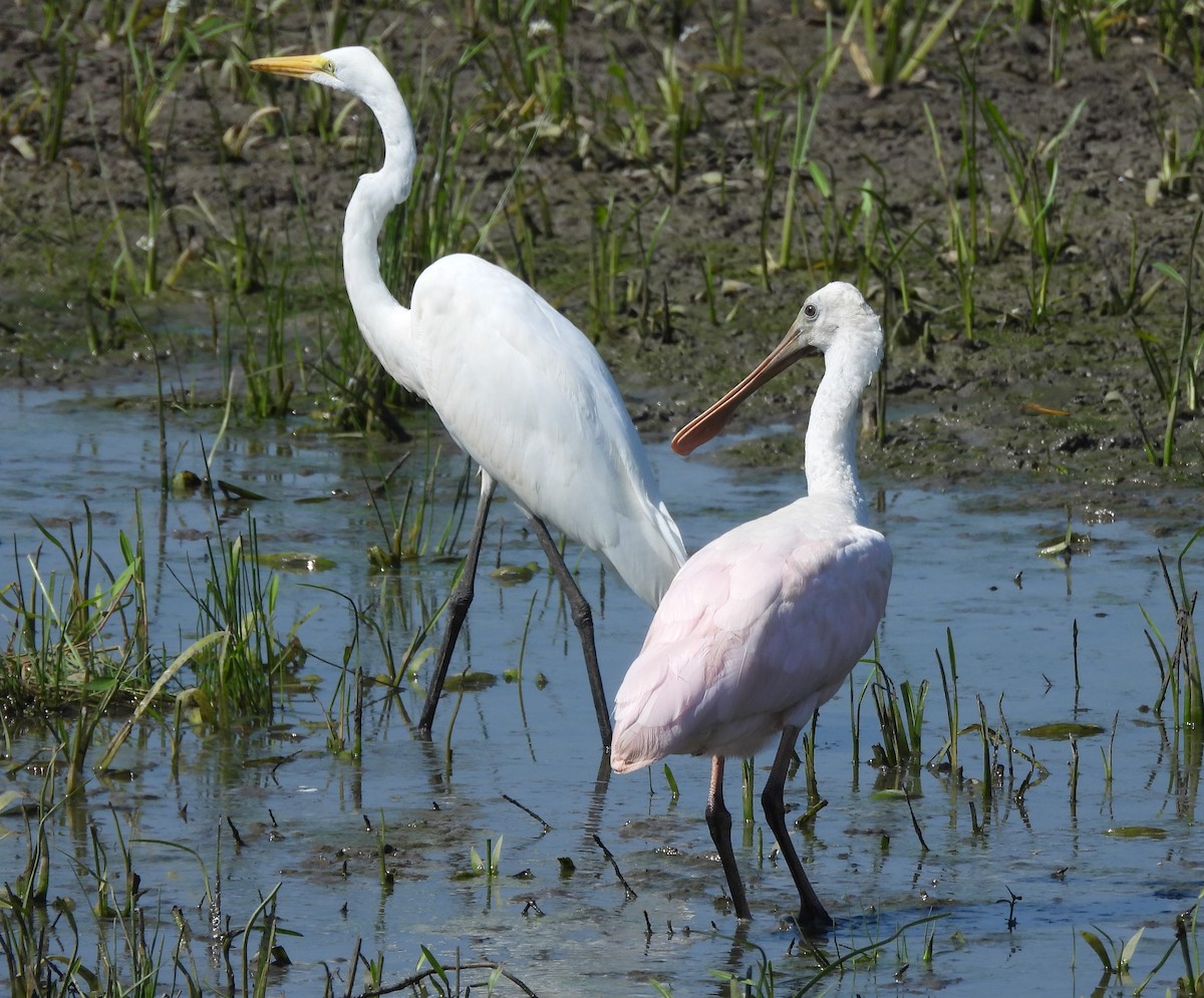 Roseate Spoonbill - ML639972779