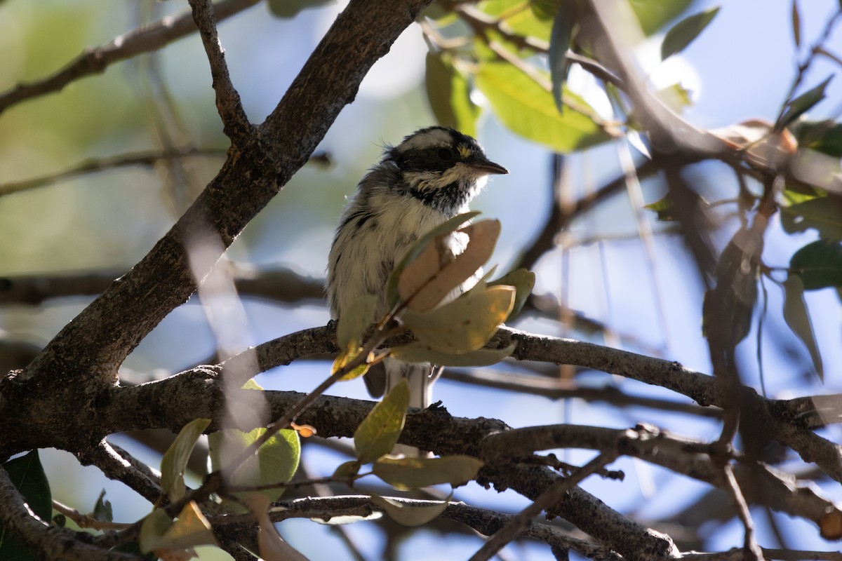 Black-throated Gray Warbler - ML639972808