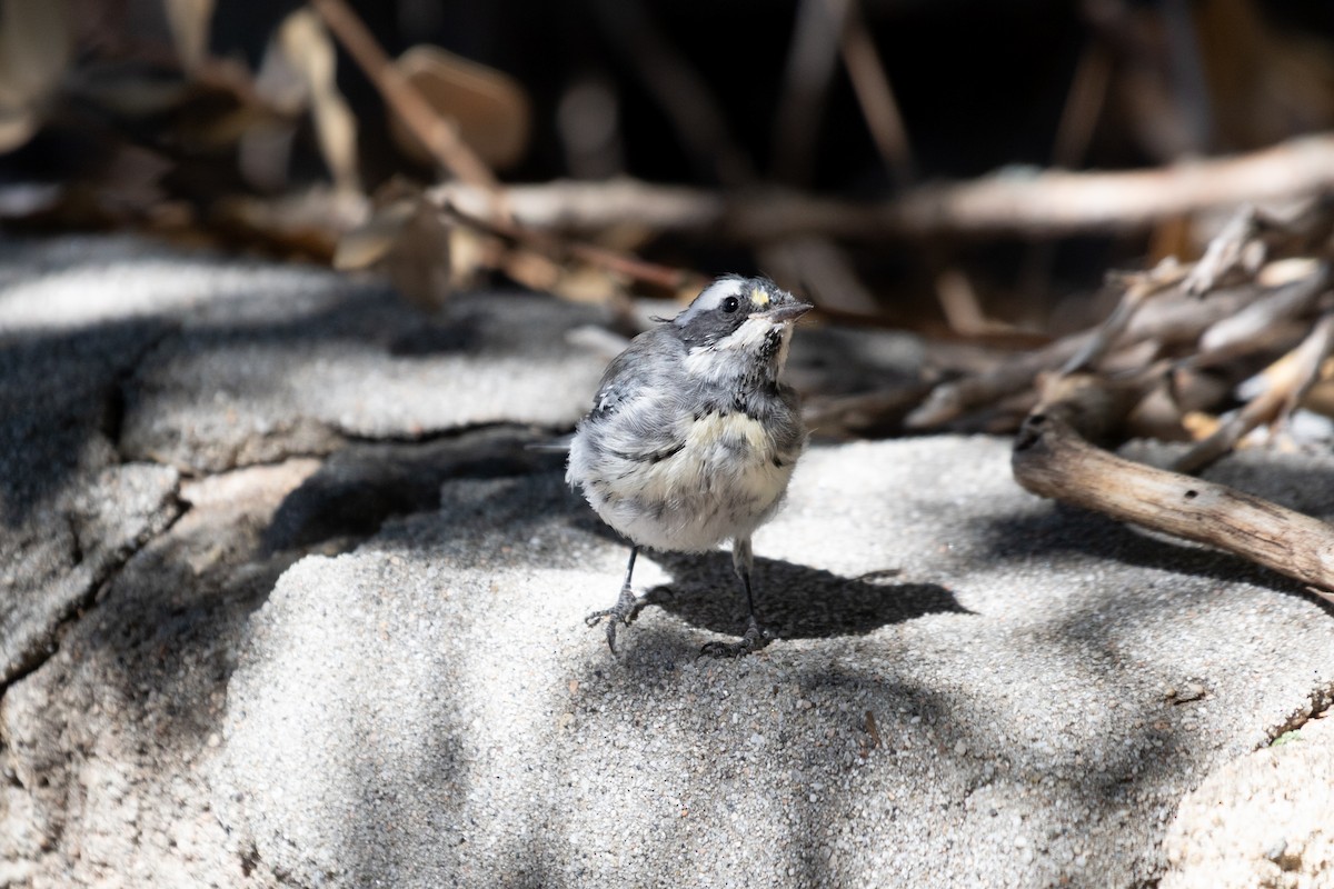 Black-throated Gray Warbler - ML639972831