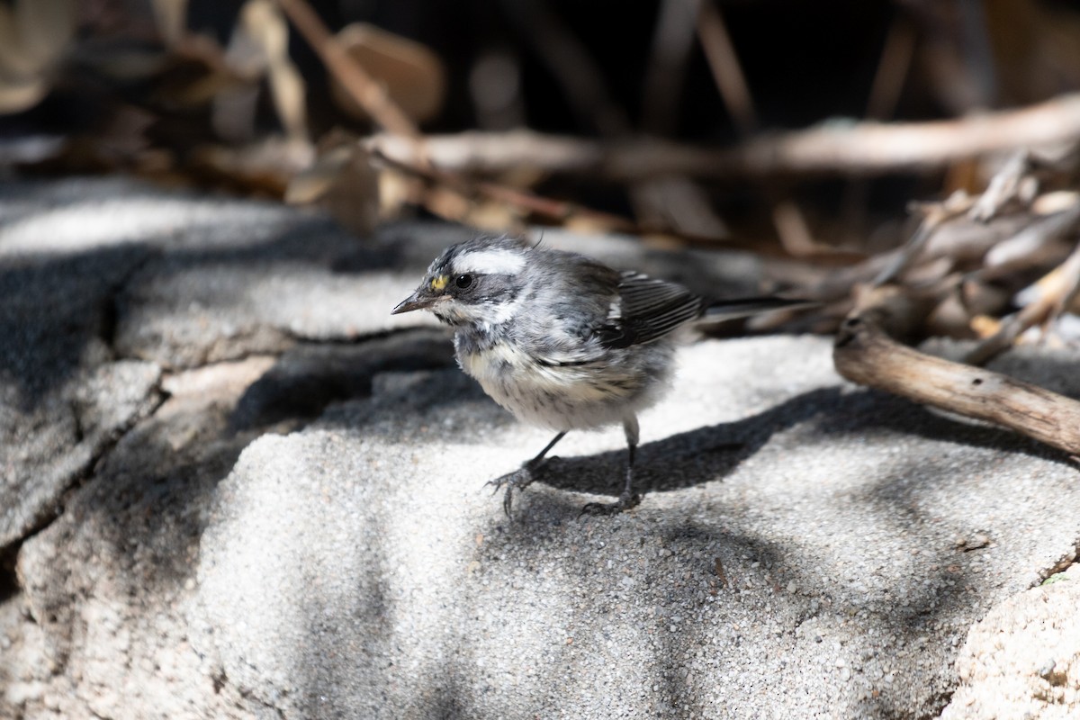 Black-throated Gray Warbler - ML639972832
