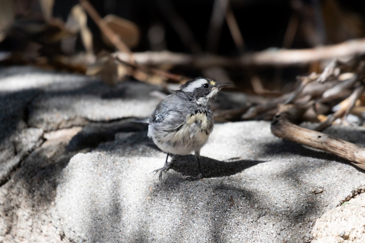 Black-throated Gray Warbler - ML639972846