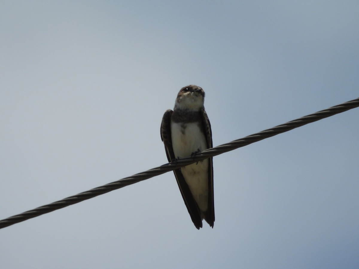 Эргийн хараацай - ML639972872