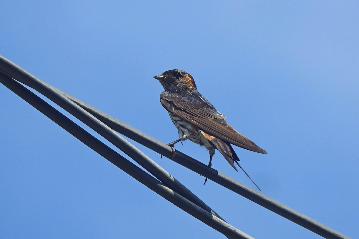 Eastern Red-rumped Swallow (Striated) - ML639972894