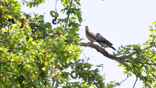 Emerald-spotted Wood-Dove - ML639972925