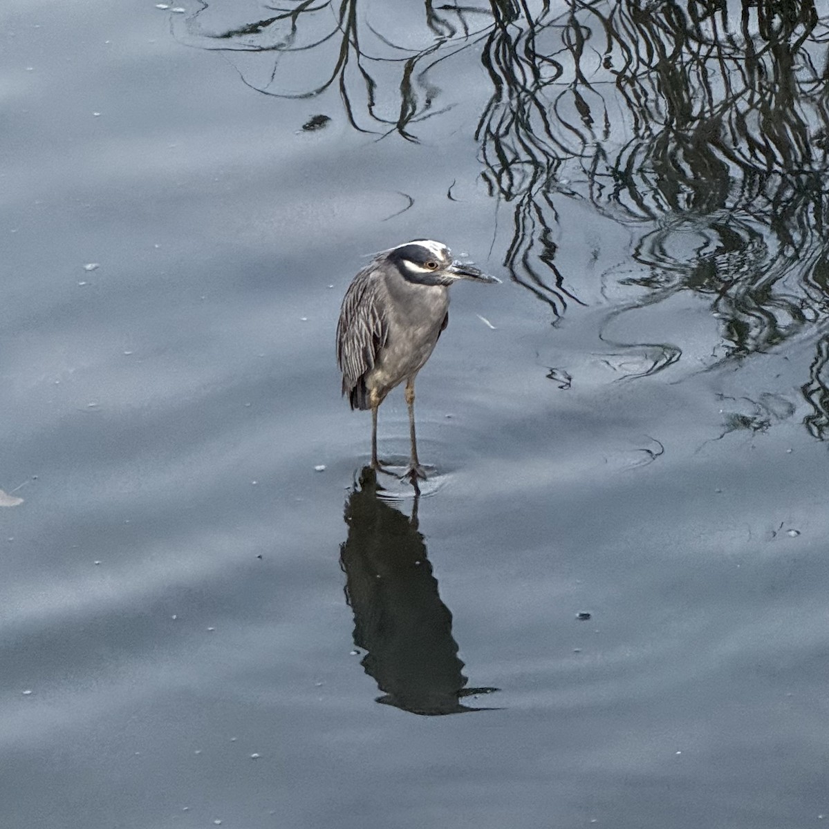 Yellow-crowned Night Heron - ML639973001