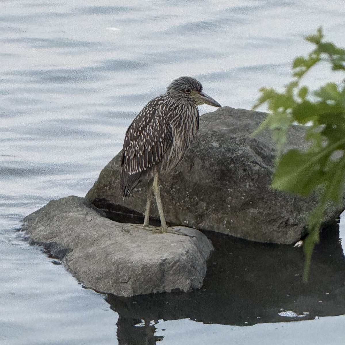 Yellow-crowned Night Heron - ML639973002