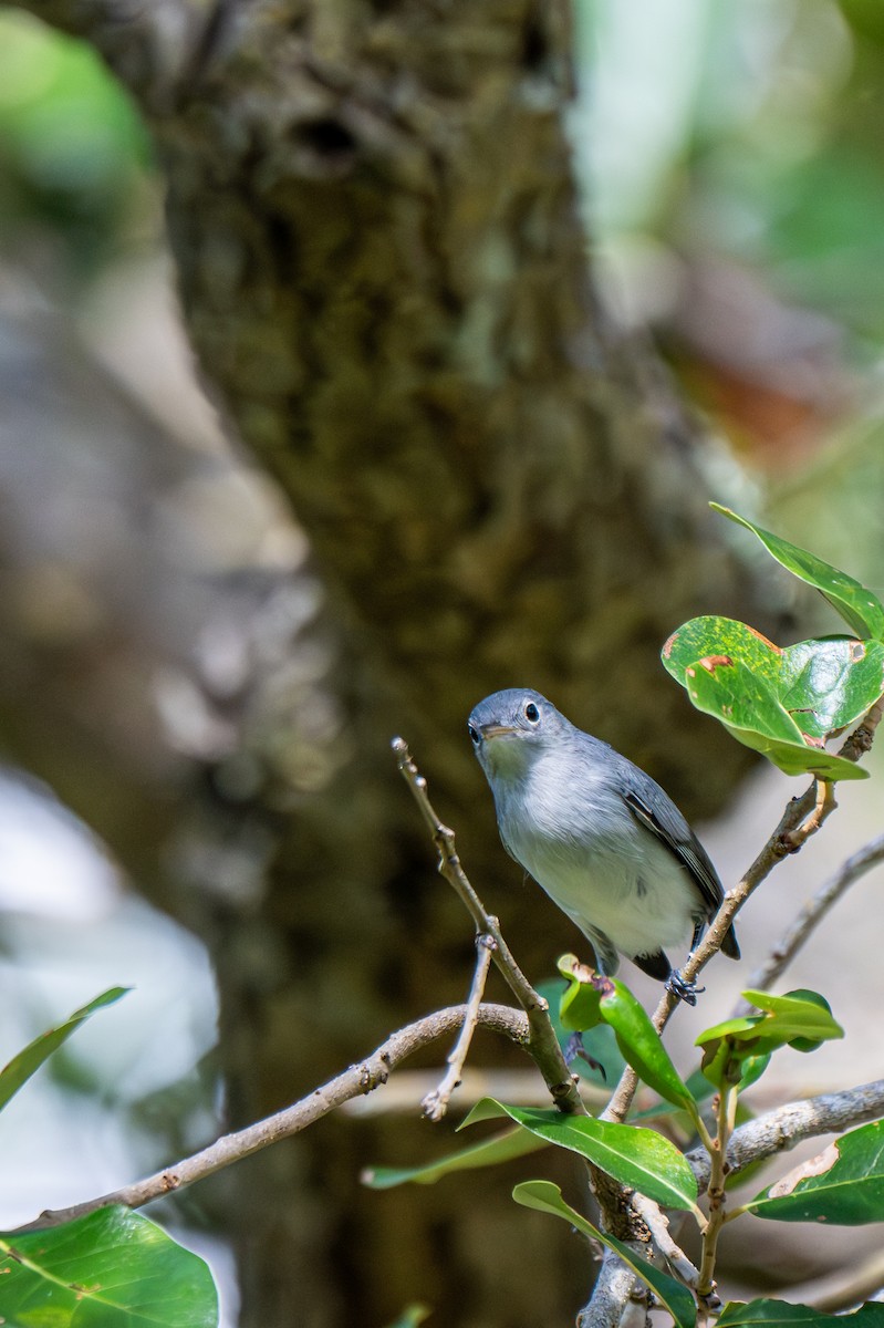 Blue-gray Gnatcatcher (Eastern) - ML639973007